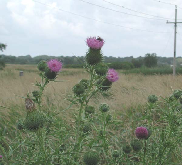 Bull Thistle with Bee.jpg 43.9K